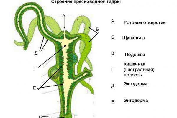 Почему не работает кракен